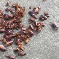 天氣變冷蟑螂都藏到哪去了呢？