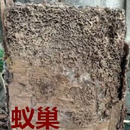 別墅墻體挖出超大白蟻巢！??！