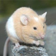 9大滅鼠奇招！??！