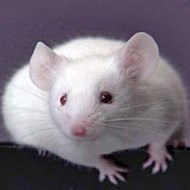 被老鼠咬傷怎么辦？