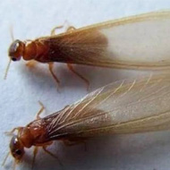 這兩天在珠海飛進(jìn)家里的就是白蟻，請預(yù)防！