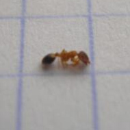 滅蟻施藥后無效，到底怎么辦